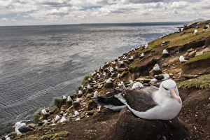 South America, Falkland Islands, Saunders Island. Black-browed albatross colony. Credit as