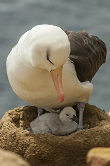 South America, Falkland Islands, Saunders Island. Black-browed albatross with chick