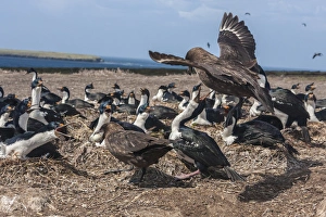 Images Dated 15th December 2014: South America, Falkland Islands