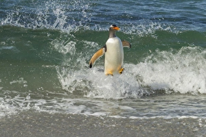Images Dated 23rd December 2014: South America, Falkland Islands, Sea Lion Island. Gentoo penguin surfing on shore