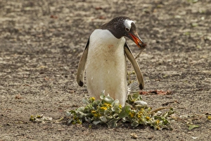 Images Dated 22nd December 2014: South America, Falkland Islands, Saunders Island. Gentoo penguin gathering nest material
