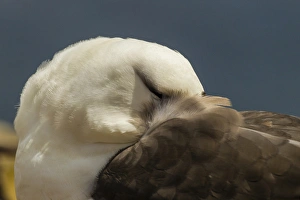 South America, Falkland Islands, Saunders Island. Black-browed albatross resting