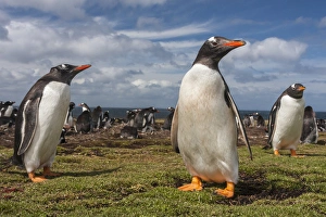 Images Dated 18th December 2014: South America, Falkland Islands, Bleaker Island. Gentoo penguin colony. Credit as