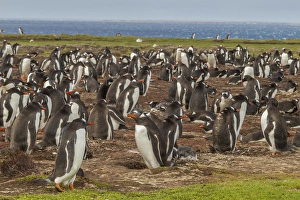 Images Dated 18th December 2014: South America, Falkland Islands, Bleaker Island. Gentoo penguin colony. Credit as