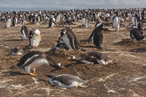 Images Dated 24th December 2014: South America, Falkland Islands, Sea Lion Island. Gentoo penguin colony. Credit as