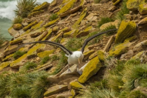 Images Dated 22nd December 2014: South America, Falkland Islands, Saunders Island. Black-browed albatross taking flight