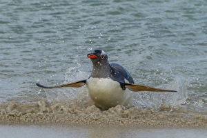 Images Dated 17th December 2014: South America, Falkland Islands, Bleaker Island. gentoo penguin surfing Credit as