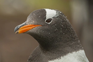 South America, Falkland Islands, Bleaker Island. Gentoo penguin portrait. Credit as