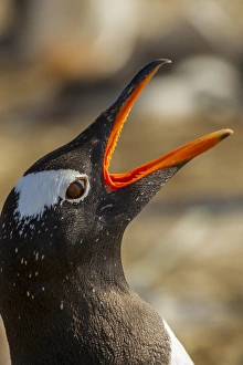 Images Dated 24th December 2014: South America, Falkland Islands, Sea Lion Island. Gentoo penguin calling. Credit as