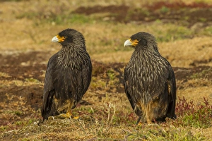 Images Dated 25th December 2014: South America, Falkland Islands, Sea Lion Island. Striated caracaras on ground. Credit as
