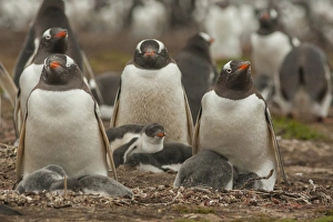 Images Dated 18th December 2014: South America, Falkland Islands, Bleaker Island. Group of adult and young gentoo penguins