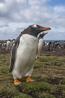 Images Dated 18th December 2014: South America, Falkland Islands, Bleaker Island. Gentoo penguin colony. Credit as