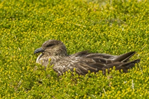 Images Dated 24th December 2014: South America, Falkland Islands, Sea Lion Island. Falkland skua on nest. Credit as