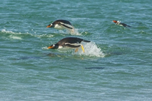 Images Dated 23rd December 2014: South America, Falkland Islands, Sea Lion Island. Gentoo penguins porpoising in ocean