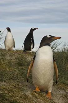 Images Dated 6th December 2007: South America, Falkland Islands