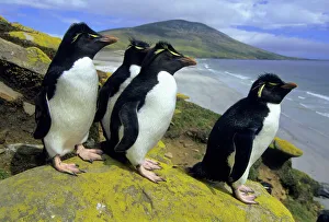 Penguin Prints: South America, Falkland Islands