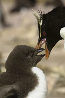 South America, Falkland Islands