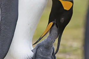 South America, Falkland Islands