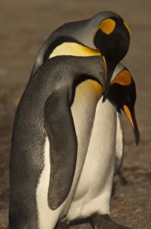 Images Dated 30th December 2007: South America, Falkland Islands