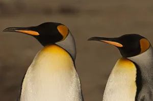 Images Dated 30th December 2007: South America, Falkland Islands
