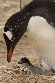 South America, Falkland Islands