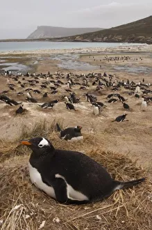 South America, Falkland Islands