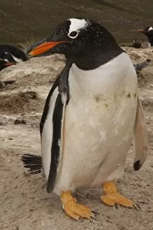 Images Dated 16th November 2007: South America, Falkland Islands