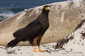 South America, Falkland Islands