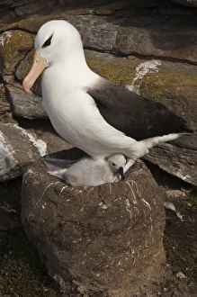 Images Dated 1st January 2008: South America, Falkland Islands