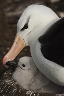 Images Dated 1st January 2008: South America, Falkland Islands