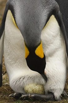 Images Dated 5th January 2008: South America, Falkland Islands