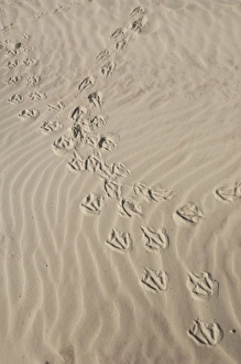Images Dated 7th January 2008: South America, Falkland Islands