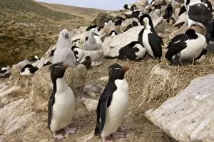 Images Dated 16th January 2007: South America, Falkland Islands