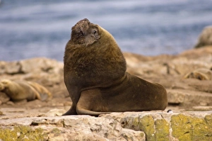 Images Dated 19th January 2007: South America, Falkland Islands