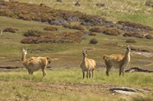 Images Dated 20th January 2007: South America, Falkland Islands