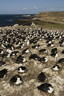 South America, Falkland Islands