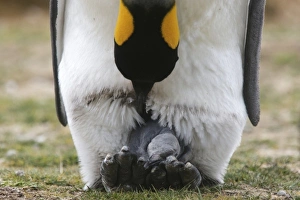 Images Dated 23rd January 2009: South America, Falkland Islands