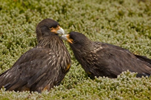 Images Dated 10th January 2008: South America, Falkland Islands