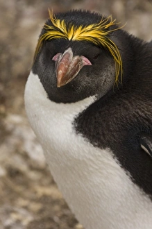 South America, Falkland Islands