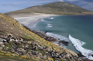 Images Dated 24th March 2010: South America, Falkland Islands