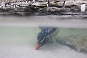 South America, Falkland Islands