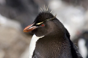 South America, Falkland Islands