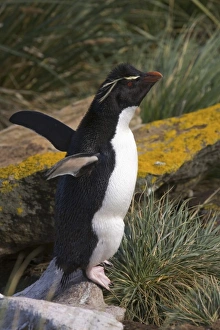 Images Dated 2nd January 2006: South America, Falkland Islands