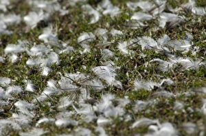 Images Dated 24th March 2010: South America, Falkland Islands
