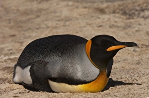 South America, Falkland Islands