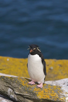 Images Dated 2nd January 2006: South America, Falkland Islands
