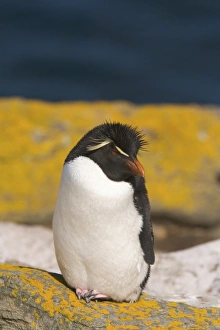 Images Dated 2nd January 2006: South America, Falkland Islands