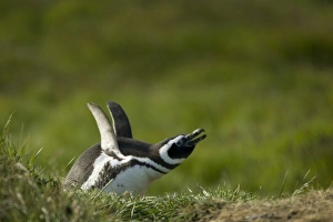 South America, Falkland Islands
