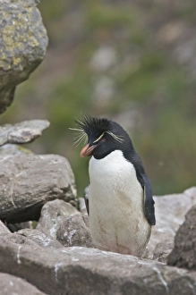 Images Dated 19th January 2009: South America, Falkland Islands