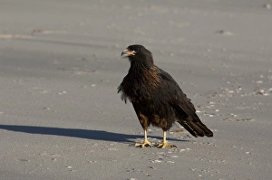 South America, Falkland Islands